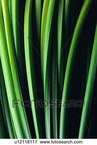 plant, leaf, background View Large Photo Image Stock Photo - plant, leaf, background. Fotosearch