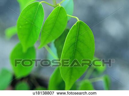 Stock Photo - plant, leaf, background. Fotosearch