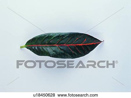 Stock Photo - plant, leaf, background. Fotosearch