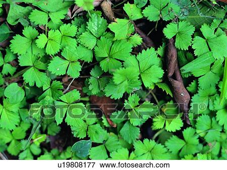 Stock Photo - plant, leaf, background. Fotosearch
