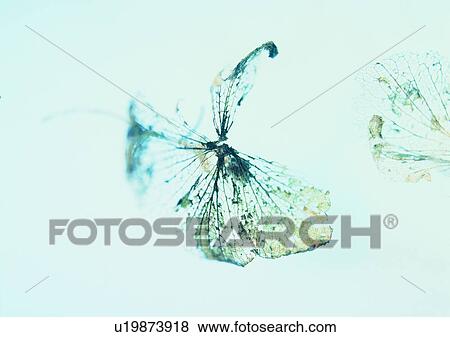 plant, leaf, background View Large Photo Image Stock Photo - plant, leaf, background. Fotosearch