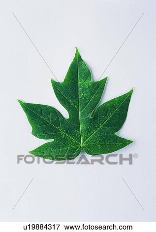 plant, leaf, background View Large Photo Image Stock Photo - plant, leaf, background. Fotosearch