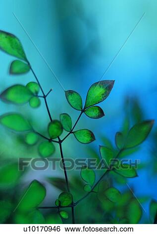 plant, leaf, background View Large Photo Image Stock Photograph - plant, leaf, background. Fotosearch