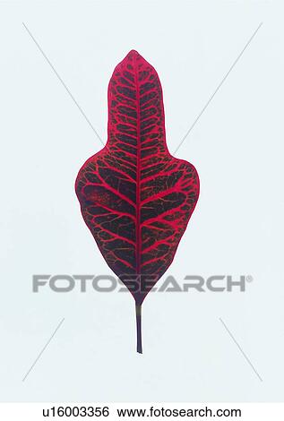Stock Photograph - plant, leaf, background. Fotosearch