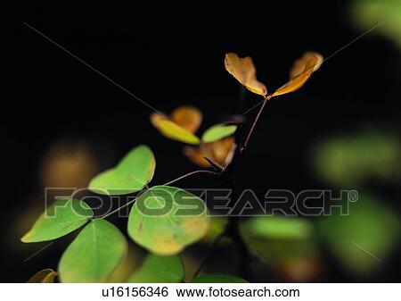 plant, leaf, background View Large Photo Image Stock Photograph - plant, leaf, background. Fotosearch