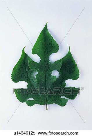 plant, leaf, background View Large Photo Image Stock Photography - plant, leaf, background. Fotosearch