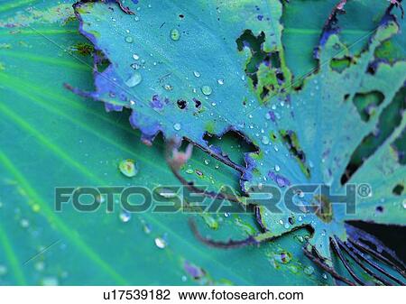 plant, leaf, background, water drop View Large Photo Image Stock Image - plant, leaf, background, water drop. Fotosearch