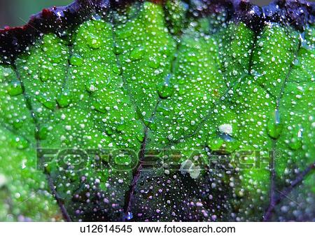 Stock Photography - plant, leaf, background, water drop. Fotosearch