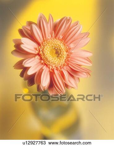 grow, environment, petal, focus, plant View Large Photo Image Stock Image - grow, environment, petal, focus, plant. Fotosearch