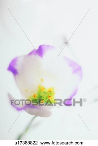 Stock Image - blur, flower, shadow, sun light. Fotosearch