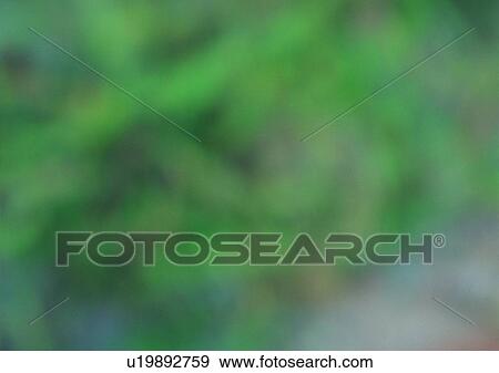 Stock Photo - blur, plant, shadow, sun light. Fotosearch