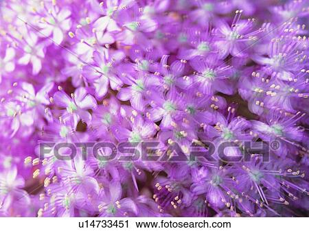 blur, shadow, sun light, flower View Large Photo Image Stock Image - blur, shadow, sun light, flower. Fotosearch