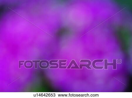 Stock Image - blur, shadow, sun light, pibk, plant. Fotosearch