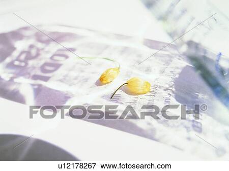Stock Photo - bottle, sun light, shadow, flower, plastic. Fotosearch
