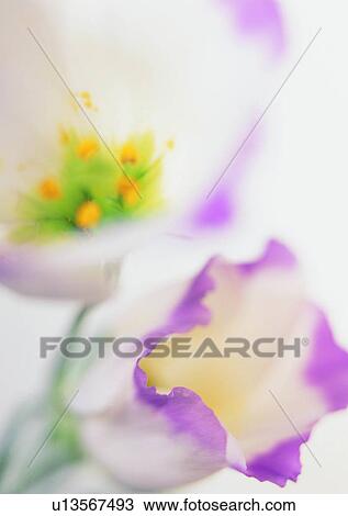 Stock Image - shadow, sun light, blur, flower. Fotosearch