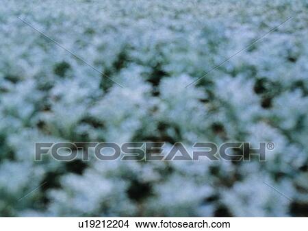 shadow, sun light, blur, ground View Large Photo Image Picture - shadow, sun light, blur, ground. Fotosearch