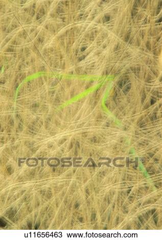Stock Image - shadow, sun light, blur, light. Fotosearch