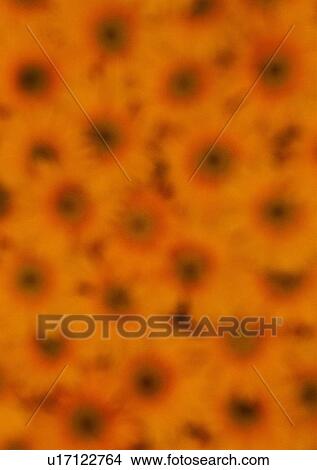 shadow, sun light, blur, sun flower, orange View Large Photo Image Picture - shadow, sun light, blur, sun flower, orange. Fotosearch
