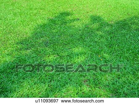 Stock Photo - shadow, sun light, grass. Fotosearch