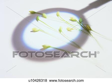Stock Photo - shadow, sun light, ground, flower. Fotosearch