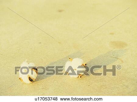 Stock Photo - shadow, sun light, ground, flower. Fotosearch