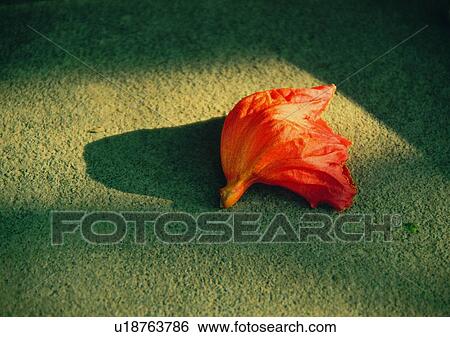 Stock Photograph - shadow, sun light, ground, flower. Fotosearch