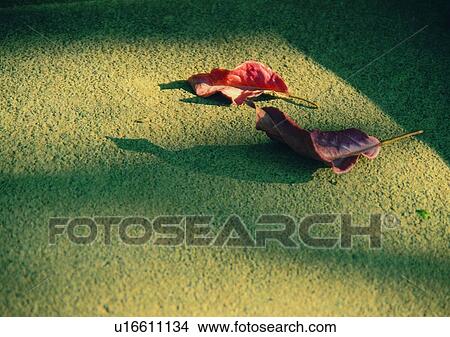 shadow, sun light, ground, leaf View Large Photo Image Picture - shadow, sun light, ground, leaf. Fotosearch