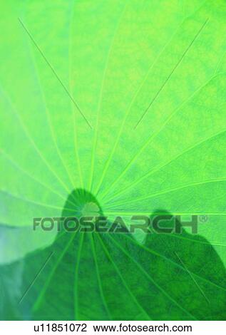 shadow, sun light, leaf View Large Photo Image Stock Image - shadow, sun light, leaf. Fotosearch