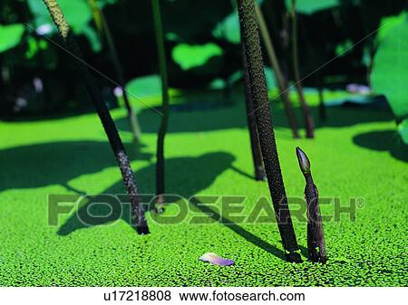 Stock Photo - shadow, sun light, plant, lake, duckweed. Fotosearch