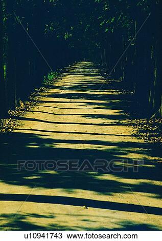 shadow, sun light, road, tree View Large Photo Image Stock Image - shadow, sun light, road, tree. Fotosearch