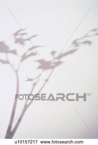 Stock Photo - shadow, sun light, wall. Fotosearch