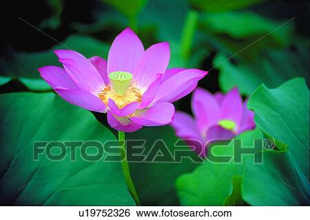 Stock Photograph - Beauty In Nature, Close-Up, Stalk, Lotus, Open, Fresh, Outdoor. Fotosearch