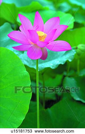 Beauty In Nature, Fragility, Stalk, Leaf, Blossom, Day View Large Photo Image Stock Image - Beauty In Nature, Fragility, Stalk, Leaf, Blossom, Day. Fotosearch
