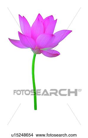Picture - Beauty In Nature, Pink, Close-Up, Cut Out, White Background, Lotus. Fotosearch