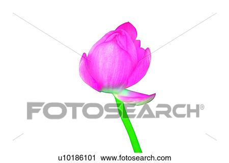 Beauty In Nature, Pink, Lotus, Cut Out, Close-Up, Fresh, Single Flower View Large Photo Image Stock Image - Beauty In Nature, Pink, Lotus, Cut Out, Close-Up, Fresh, Single Flower. Fotosearch