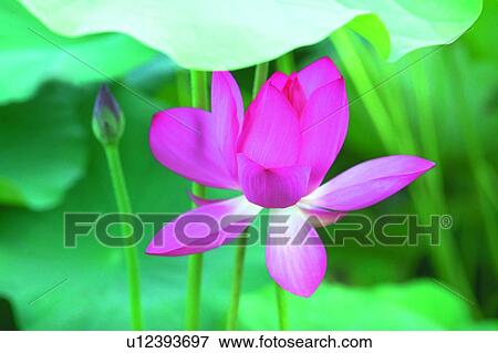 Stock Photo - Blossom, Bud, Close-Up, Day, Fragility. Fotosearch