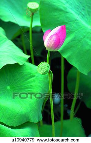 Blossom, Bud, Close-Up, Day View Large Photo Image Stock Photo - Blossom, Bud, Close-Up, Day. Fotosearch