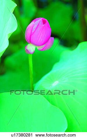 Stock Image - Blossom, Bud, Closed, Close-Up, Day. Fotosearch