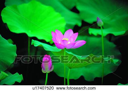 Stock Image - Blossom, Bud, Closed, Close-Up, Day. Fotosearch