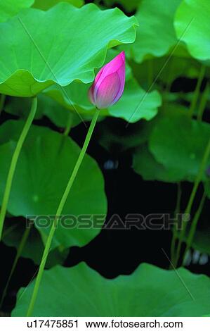 Stock Image - Blossom, Bud, Closed, Close-Up, Day. Fotosearch