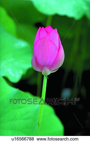 Blossom, Bud, Closed, Close-Up, Day View Large Photo Image Stock Photo - Blossom, Bud, Closed, Close-Up, Day. Fotosearch