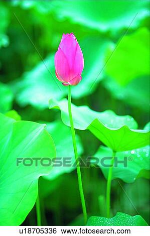 Blossom, Bud, Closed, Close-Up, Day View Large Photo Image Stock Photograph - Blossom, Bud, Closed, Close-Up, Day. Fotosearch