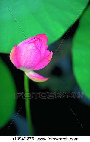 Blossom, Bud, Closed, Close-Up, Day View Large Photo Image Stock Photograph - Blossom, Bud, Closed, Close-Up, Day. Fotosearch