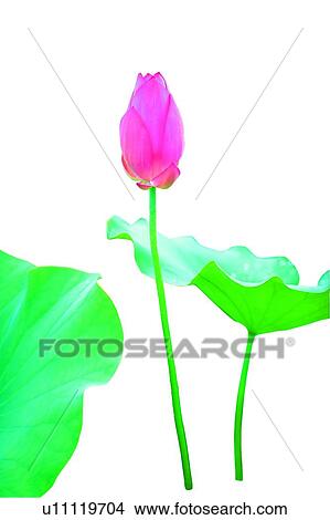 Picture - Blossom, Bud, Closed, Close-Up. Fotosearch