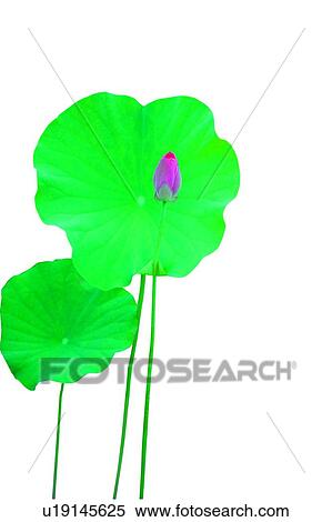 Blossom, Bud, Closed, Close-Up View Large Photo Image Stock Photography - Blossom, Bud, Closed, Close-Up. Fotosearch