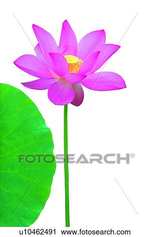 Stock Image - Blossom, Close-Up, Cut Out, Fragility. Fotosearch