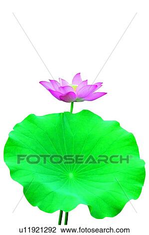 Blossom, Close-Up, Cut Out, Fragility View Large Photo Image Stock Image - Blossom, Close-Up, Cut Out, Fragility. Fotosearch