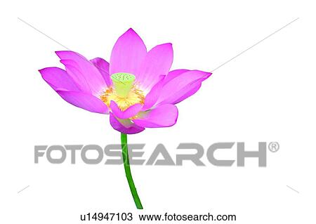 Blossom, Close-Up, Cut Out, Fragility View Large Photo Image Stock Image - Blossom, Close-Up, Cut Out, Fragility. Fotosearch