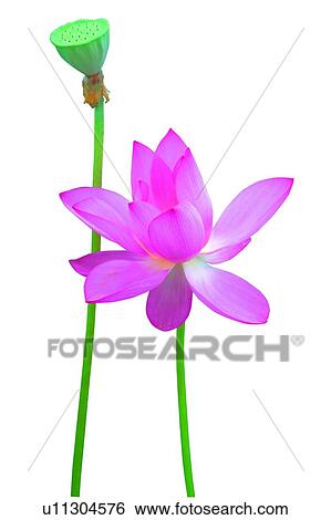 Stock Photograph - Blossom, Close-Up, Cut Out, Fragility. Fotosearch