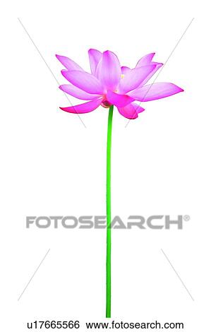 Blossom, Close-Up, Cut Out, Fragility View Large Photo Image Stock Photograph - Blossom, Close-Up, Cut Out, Fragility. Fotosearch
